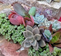 株式会社石材日進｜多肉植物のイメージ写真